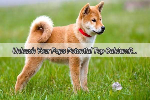 Unleash Your Pups Potential Top CalciumRich Treats for a Stronger Canine Frame